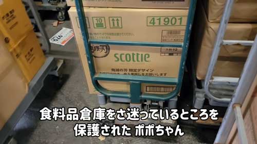 保護 子猫 臆病 変化 甘えん坊