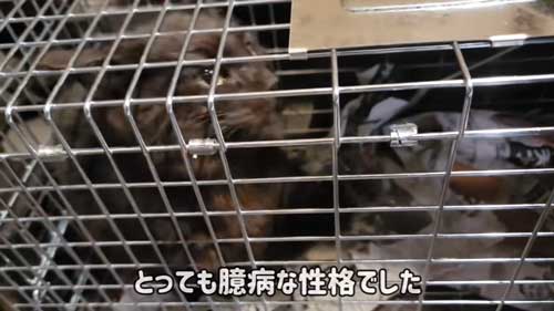 保護 子猫 臆病 変化 甘えん坊