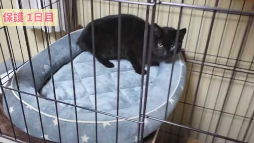 距離をとる子猫