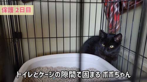 まだ怖がる子猫