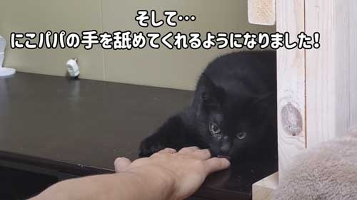 なめてくれる猫