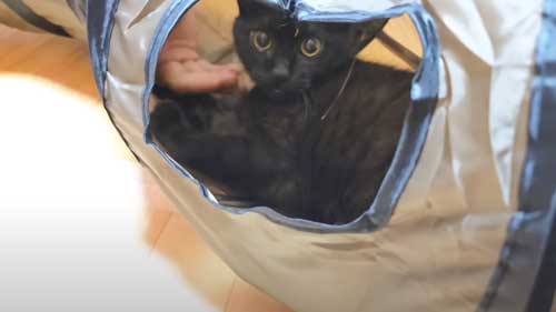 ナデナデできるようになった猫