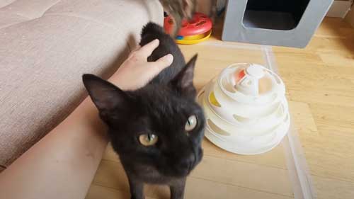 心を開いた子猫