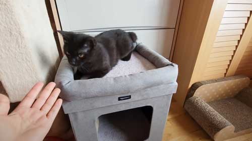 手を差し出す保護主