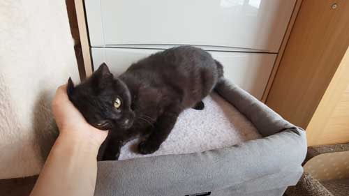 自分から寄って行く子猫