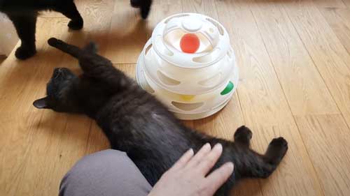 人好きな猫ちゃん