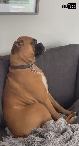 飼い主を無視する犬