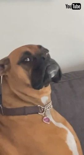 少し機嫌が治った犬