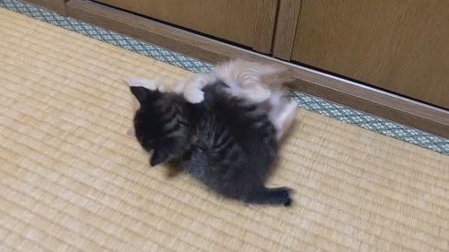 モフモフコネコレスリング