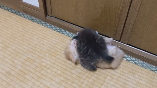 モフモフコネコレスリング