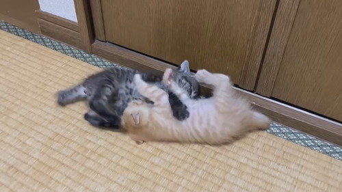 モフモフコネコレスリング