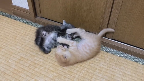 モフモフコネコレスリング