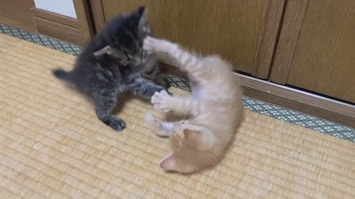 モフモフコネコレスリング