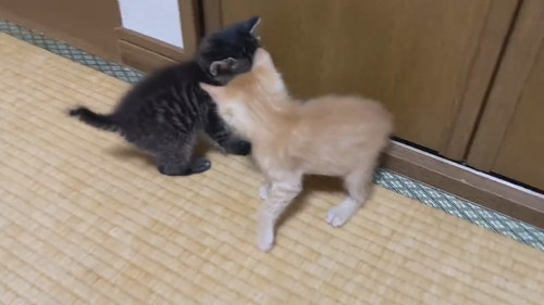 モフモフコネコレスリング