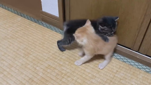 モフモフコネコレスリング