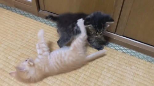 モフモフコネコレスリング