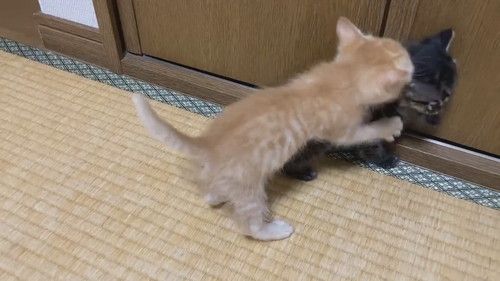 モフモフコネコレスリング