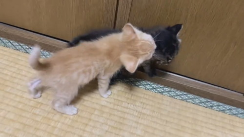 モフモフコネコレスリング