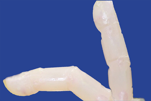 培養皮膚で覆われた指型ロボットの開発を東大研究グループが成功　修復能力も備えた人間らしい機能を搭載