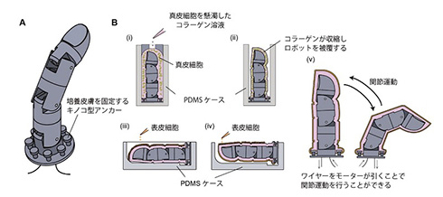 培養皮膚で覆われた指型ロボットの開発を東大研究グループが成功　修復能力も備えた人間らしい機能を搭載