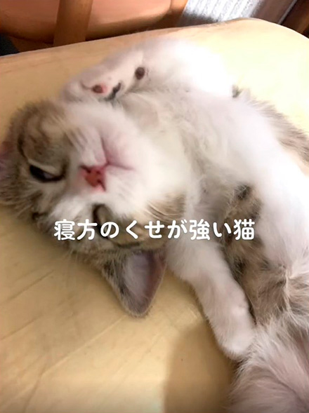 半目で寝る猫