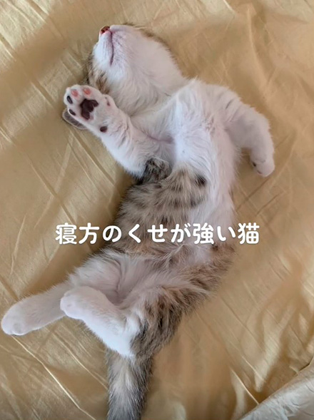 やあポーズで寝る猫