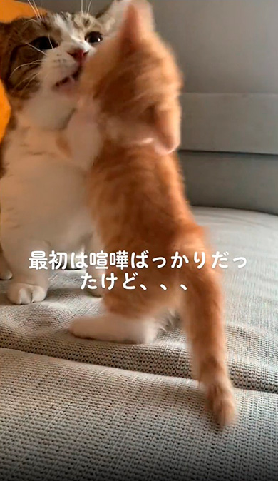 ケンカする茶々丸と獅子丸くん