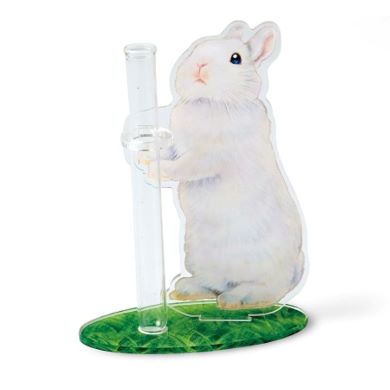 ネザーランドドワーフ ブルーアイドホワイト