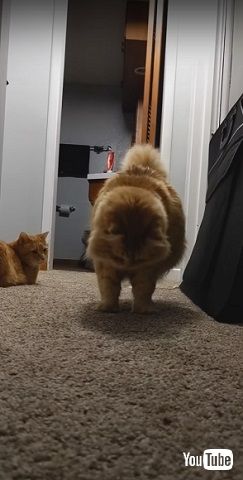 自分の影を見る猫