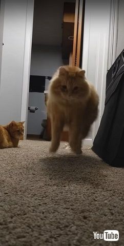 自分の影に驚く猫