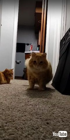 自分の影に慣れない猫