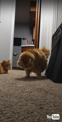 自分の影を確認する猫