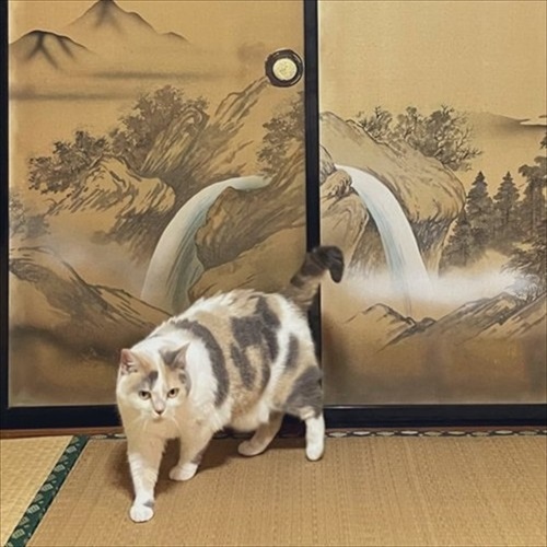 りょうちゃん様予約 絵画「猫の背中になにかある〜アラジンと魔法のランプ／山猫軒」 黒猫|商品一覧|リットーミュージック