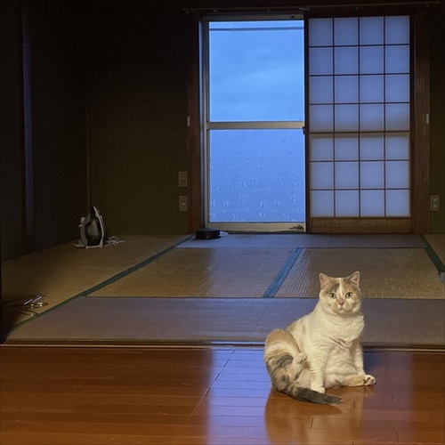 かわいい猫ちゃん