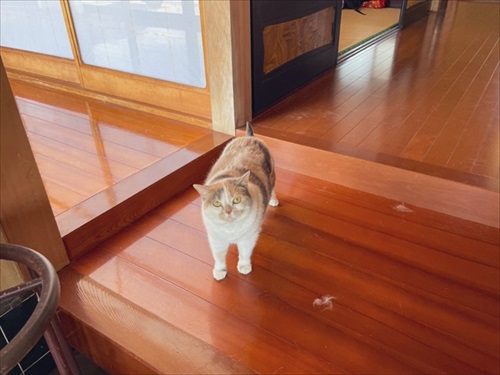 お出迎えする猫ちゃん