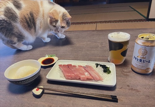 お刺身と猫ちゃん