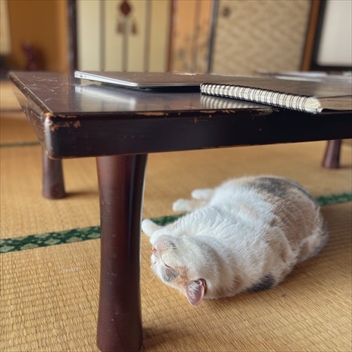 お昼寝する猫ちゃん