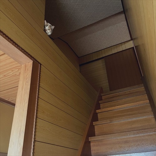 かくれんぼする猫ちゃん