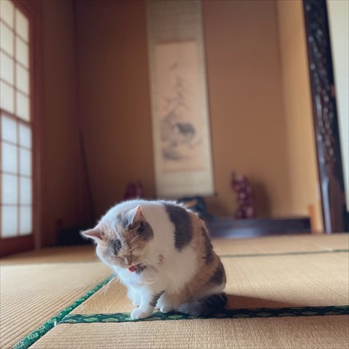 面白かわいい猫ちゃん