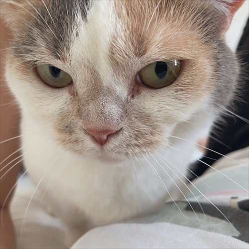 ドアップの猫ちゃん