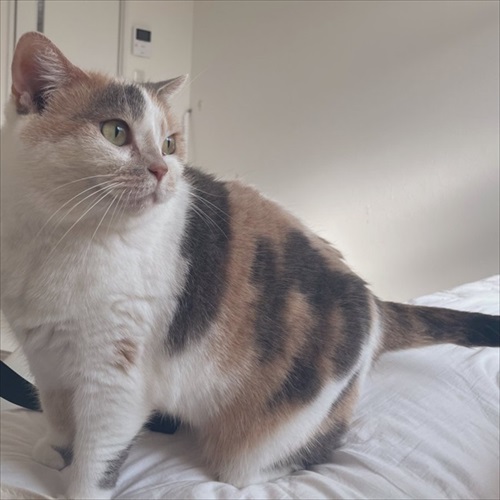 淡い毛並みの猫ちゃん