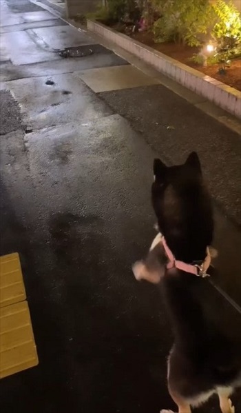 散歩中にテイテイするワンちゃん