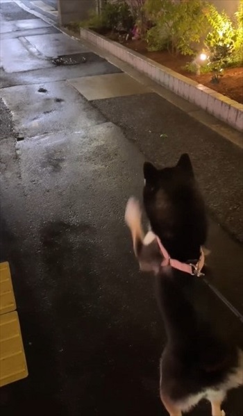 散歩中にテイテイするワンちゃん