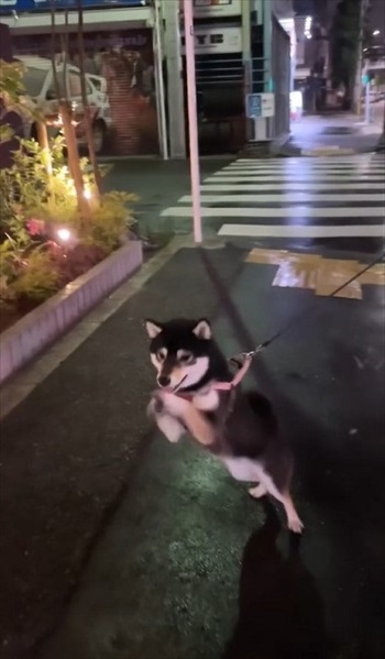 散歩中にテイテイするワンちゃん前