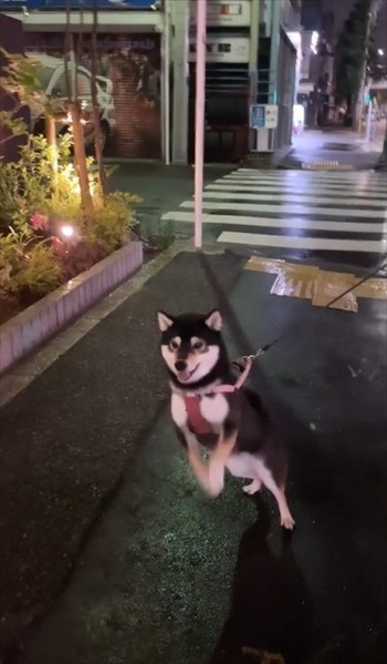 散歩中にテイテイするワンちゃん前