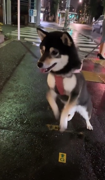 散歩中にテイテイするワンちゃんアップ