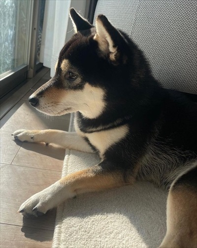 外を見るワンコ