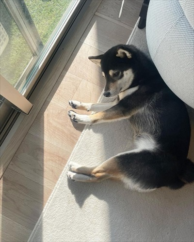 ひなたぼっこをするワンコ