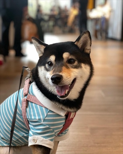 洋服を着たワンコ