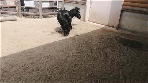 座ったクロくん